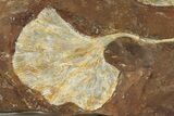 Three Paleocene Fossil Ginkgo Leaves - North Dakota #290799-2